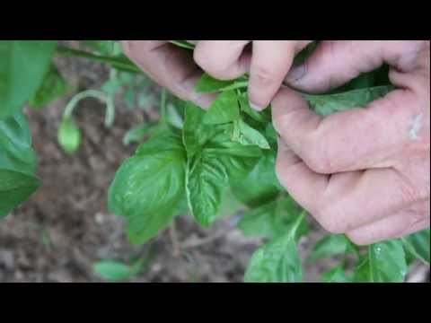 how to harvest basil leaves
