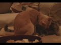 cat love
