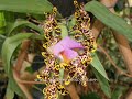 Video clip con fotos de Orquideas tomadas por Yenis Mesa en el American Orchid Society.Music Barely A Polar Bearartist: Gary Paul Bryant