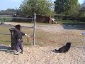 Hundetrail