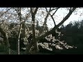 Click here to watch this video 美しい桜・浜松・佐鳴湖公園1,Sakura,Lake-Sanaru,Hamamatsu,Japan