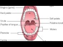 Oral Cancer