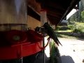 Hummingbirds at Tererro General Store