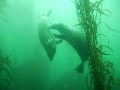 Reef Check California Plays With The Seals