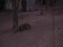 Komodo Island - Labuanbajo