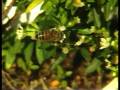 Honey Bee - The Golden Insect ( Apis - Mellifera ) - Mellisa