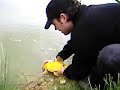 anglers paradise golden tench