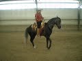 caballo bailando '' el catrin''