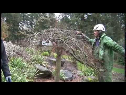 how to prune a japanese maple tree