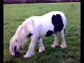 gypsy cob fillys gypsy cob fillys