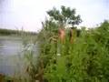 Draza mrsi