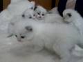 生後２４日目のラグドール