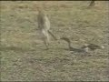 Rabbit Vs Snake Rabbit Vs Snake
