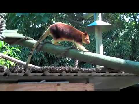 zootube - Who are the most endangered and rare animals at Melbourne Zoo? Where are they from? Check out this Melbourne Zootube to meet them up close!