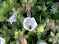 Trapped in a Campanula