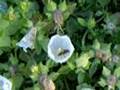 Trapped in a Campanula