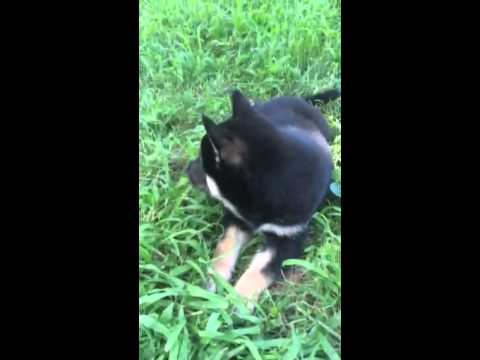 Kenji black and tan shiba puppy