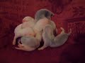 More Baby Ferrets!! More Baby Ferrets!!
