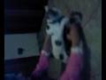 divertente,gattino,gatto