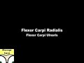 Flexor Carpi Radialis Flexor Carpi Radialis