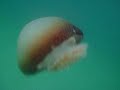 snorkeling with cannonball jellyfish