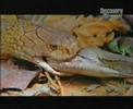 cobra vs python