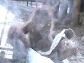 Budi the Baby Orangutan and Puppe Budi the Baby Orangutan and Puppe