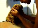 My New Puppy Beanie Bear! My New Puppy Beanie Bear!