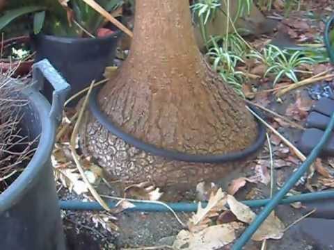 carsales gumtree carsales gumtree