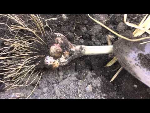 how to harvest elephant garlic