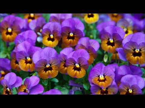 Damen i svart med violer. Evert Taube