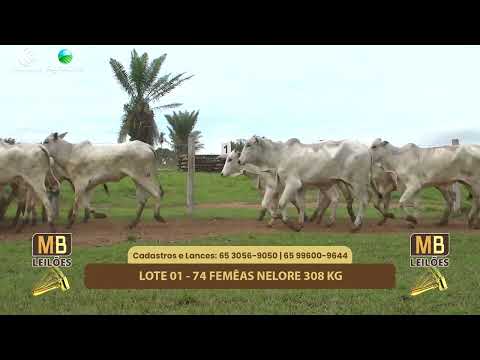 524� LEIL�O VIRTUAL MB LEIL�ES
