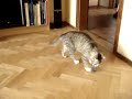 Bieda i mysz