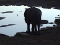 Namibia #2/7 -Etosha National Park -Halali- Namibia #2/7 -Etosha National Park -Halali-