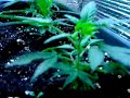 Vegetative grow room growing Vegetative grow room growing