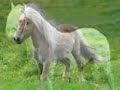PONIES