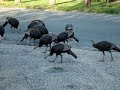 cape cod turkeys