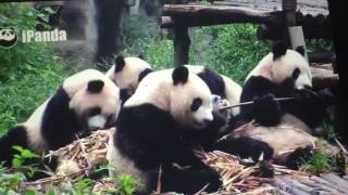 Chengdu Panda Base