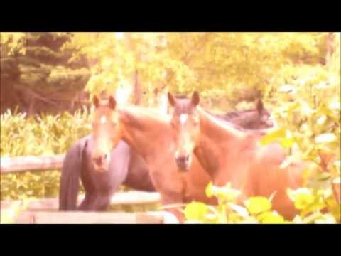 horses grand national