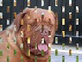 Dogos de Burdeos, MONT ROUGE México, Our Dogue de Bordeaux