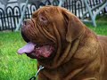Dogos de Burdeos, MONT ROUGE México, Our Dogue de Bordeaux