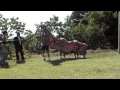 安津見 獅子舞 キヨブリ(キョウブリ)