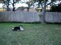 videos de Frisbee Dog