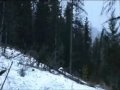 whitetail encounters