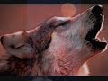 streunende hunde Gerhard Gundermann streunende hunde Gerhard Gundermann