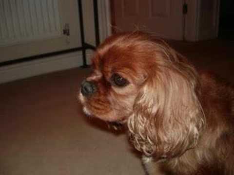 Cavalier King Charles - x