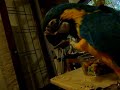 PteriBrazilNut