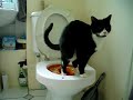My cat Gertie on the toilet
