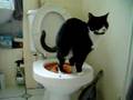 My cat Gertie on the toilet