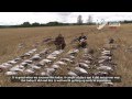 Kristoffer Clausen Hunting TV, Episode3, Hunting pigeons and geese, Actionpacked!